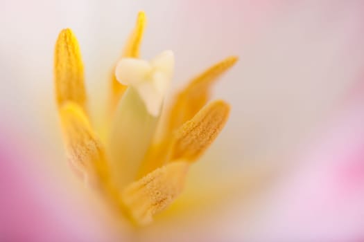Pink Tulip