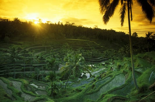 The rice fields in Central Bali near Tegalalang from Ubud on the island of Bali in Indonesia.