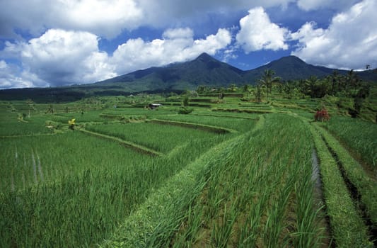 The rice fields in Central Bali near Tegalalang from Ubud on the island of Bali in Indonesia.