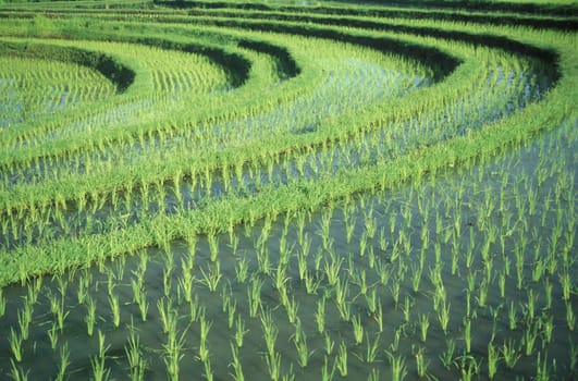 The rice fields and rice terraces at Tegalalang north of Ubud in Central Bali on the island of Bali in Indonesia.