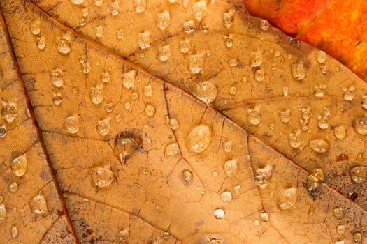 Fall leaves on the ground covered in morning dew