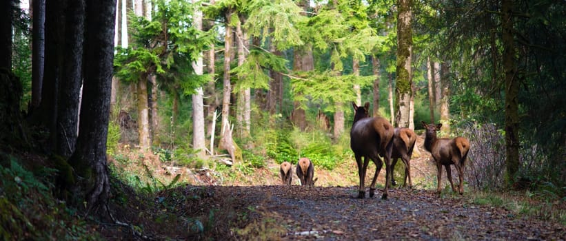 An Elk Herd walks along wary of followers