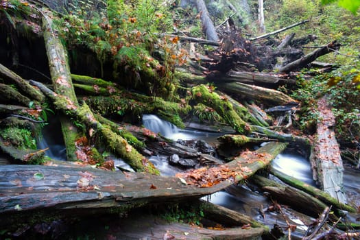 A stream makes it's way through the fallen trees in the forest