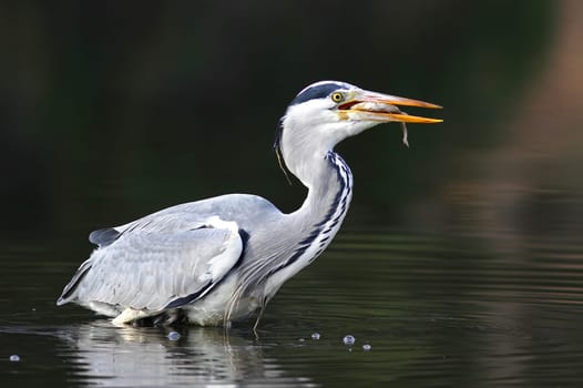 The Grey Heron (Ardea cinerea)