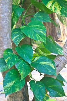 Golden Pothos Plant,  epipremnum scindapsus on tree