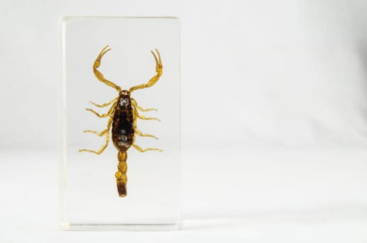 Pickled Golden Scorpion preserved in Formaldehyde on a White Background