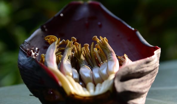 Halved banana blossom