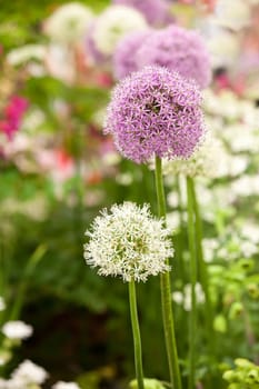 Allium flowers in spring garden