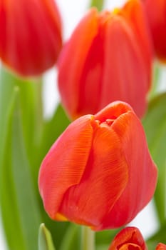 Beautiful fresh red tulips as bouquet isolated for Easter and Valentine's Day