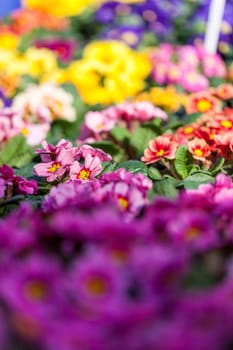 Colorful mixed flowers bouquet with various flowers for Valentine's Day and Mother's Day