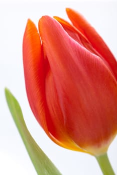 Beautiful fresh red tulips as bouquet isolated for Easter and Valentine's Day