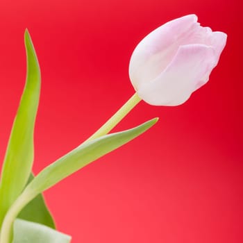 Pink tulips isolated as a close-up as postcard for Easter and Valentine's Day