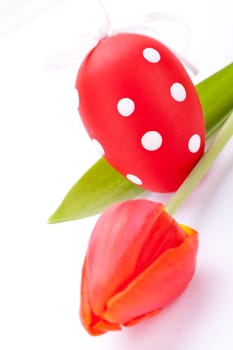 decorative red tulips season flowers at Easter decorated with Easter eggs insulated against white background