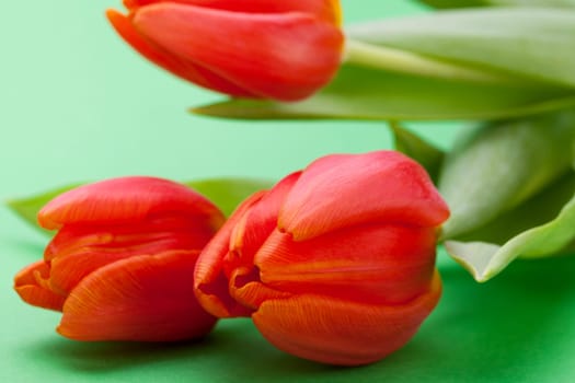 Beautiful fresh red tulips as bouquet isolated for Easter and Valentine's Day