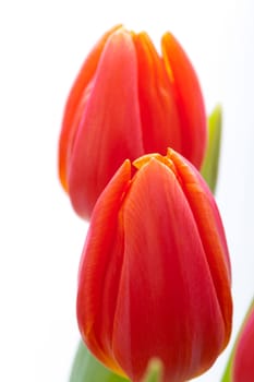 Beautiful fresh red tulips as bouquet isolated for Easter and Valentine's Day