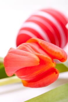 decorative red tulips season flowers at Easter decorated with Easter eggs insulated against white background
