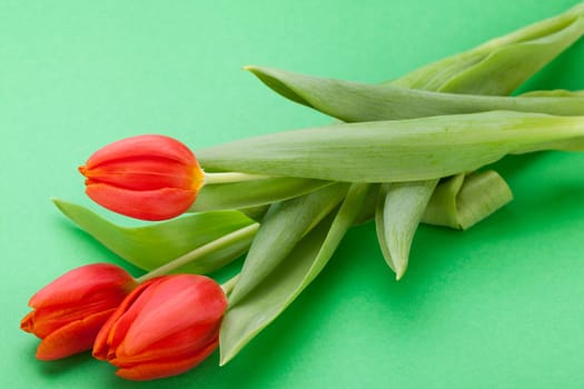 Beautiful fresh red tulips as bouquet isolated for Easter and Valentine's Day