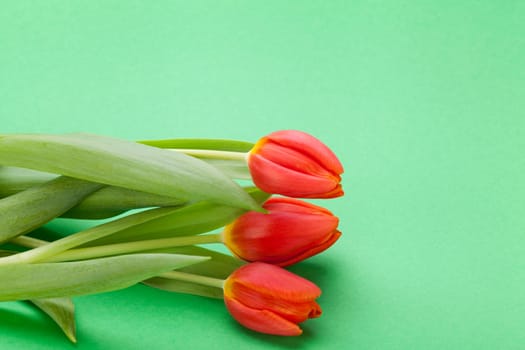 Beautiful fresh red tulips as bouquet isolated for Easter and Valentine's Day