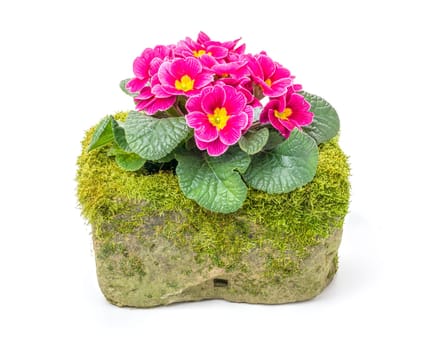 Red primroses in a misty flower trough