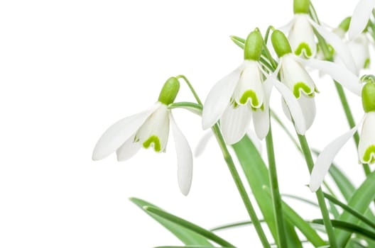 Snowdrops against a white background