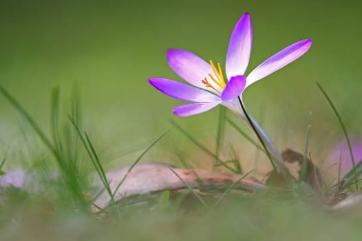 Krokus