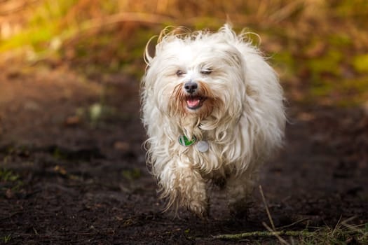 A little dirty Havanese runs across the dirty forest floor.