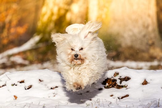 A little longhair Havanese jumps over a natural obstacle in the snow.