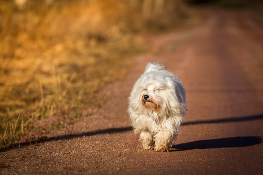 A small dog walks leisurely towards the sunset on a dirt road. In the background,the path is lost in the distance.
