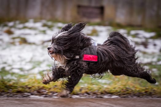 A Tibetan terrier gives a good mood really gas and does not brake from the snow and cold.