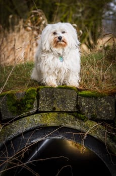 A small dog sits sweetly on a Mimi bridge and looks at the photographer.