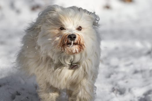 A little longhaired dog runs fast through the snow.