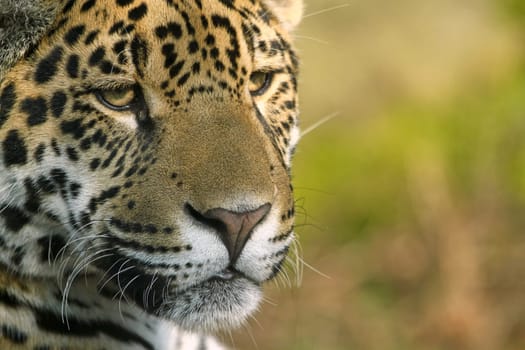 JaguarPortrait