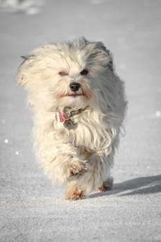 A little white Havanese runs light-footed over the cold snow.