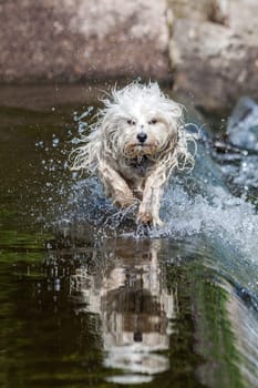 A wet longhaired dog runs through the water,splashing the water and the dog is reflected in the water.