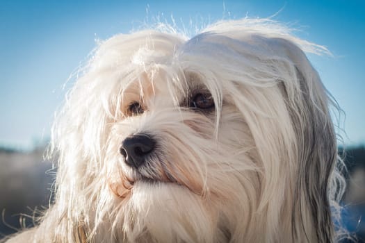 A young dog in portrait,sunlight and flash light create an exciting lighting situation.