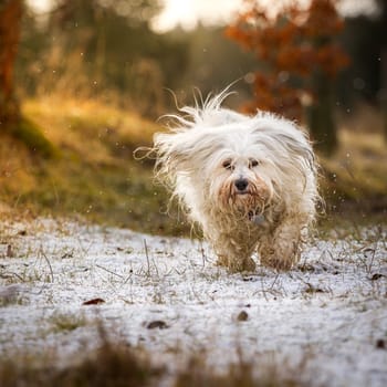Dog runs on a little snow in autumn,in the background autumnlight.
