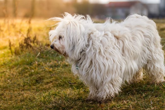 A dog observes something very closely and is illuminated from the front left by the sun.