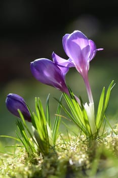 Crocuses