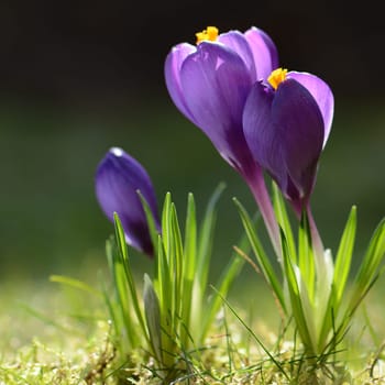 Crocuses