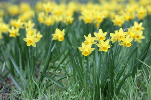 Details of a group of spring flowers, the jonquil or rush daffodil.