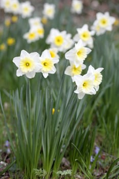 Details of a group of spring flowers, the narcissus.