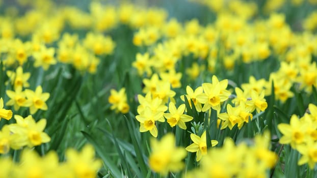 Details of a group of spring flowers, the jonquil or rush daffodil.