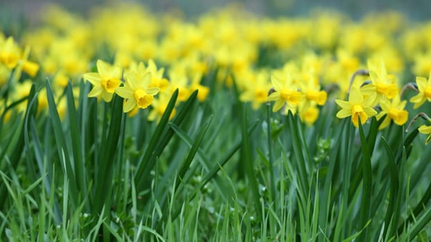 Details of a group of spring flowers, the jonquil or rush daffodil.