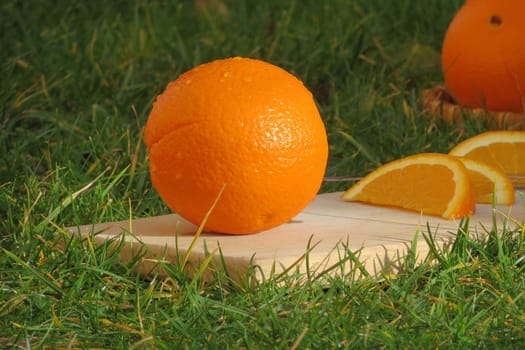 Orange - Citrus sinensis