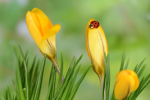 Crocuses