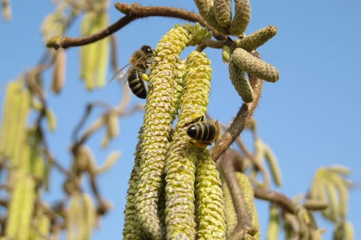 Corkscrew hazel - Corylus avellana - Contorta