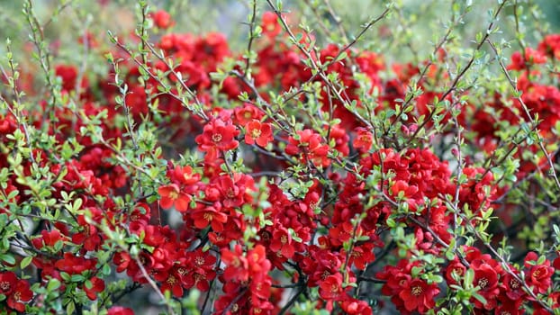 Details of a flowering japanese quince in spring.