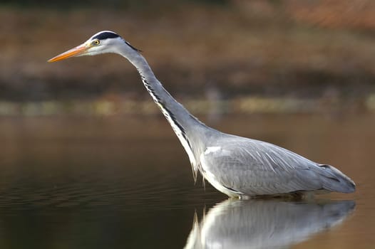 The Grey Heron