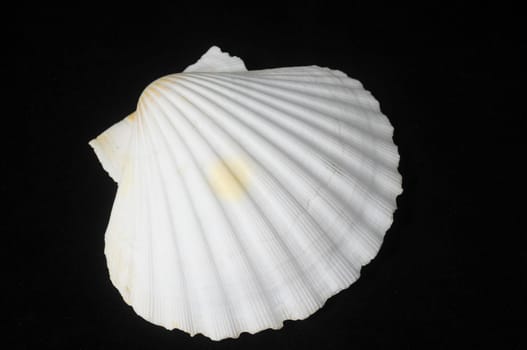 Textured Limestone Sea Shell on a Black Background