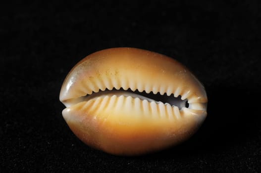 Textured Limestone Sea Shell on a Black Background